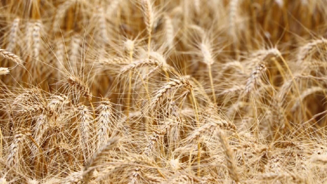 Tarım Emtia Piyasasında Buğday Fiyatlarında Sert Yükseliş