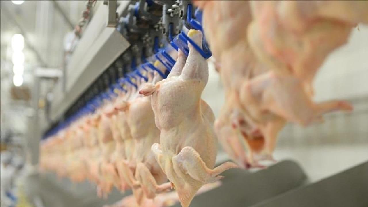 Tavuk Eti Üretimi Mayısta Geriledi, Yumurta Üretimi Yükseldi